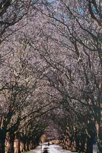 http://www.wischik.com/lu/lady/will-trees-winter-small.jpg